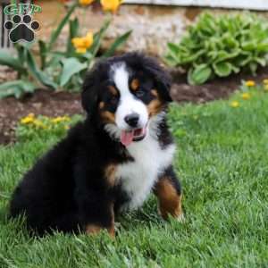 Casey, Bernese Mountain Dog Puppy